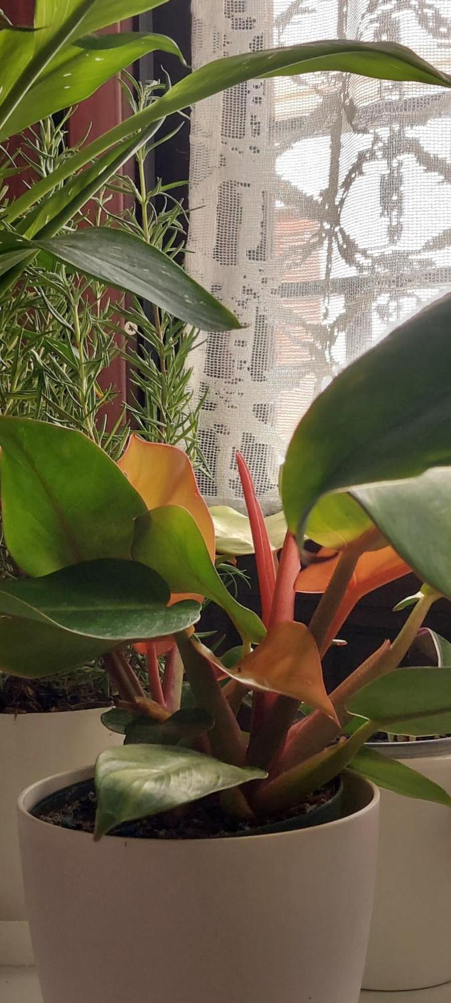 Apartamentos Los Descalzos Angel With Private Terrace Free Parking Ronda Ngoại thất bức ảnh